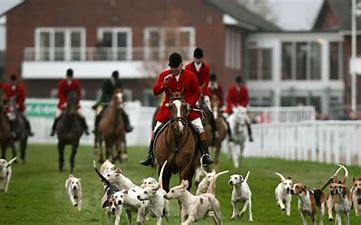 Hounds from local hunts parade to celebrate racing's links with hunting